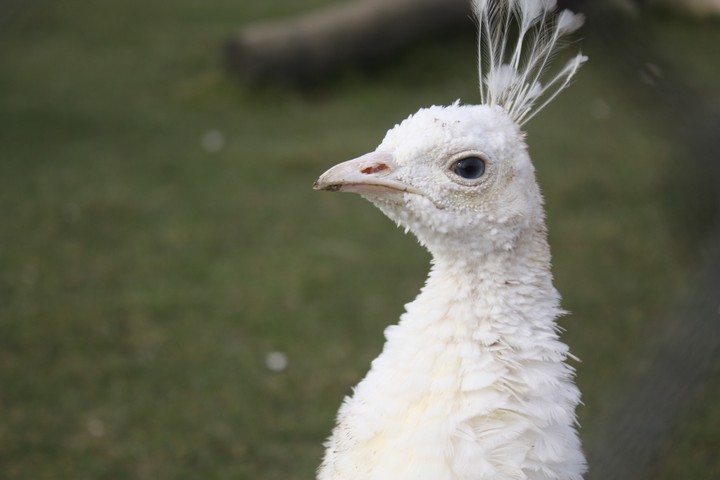 animal