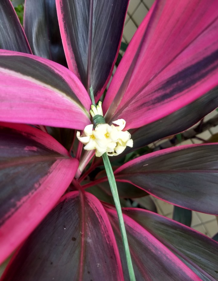 tropical flowers