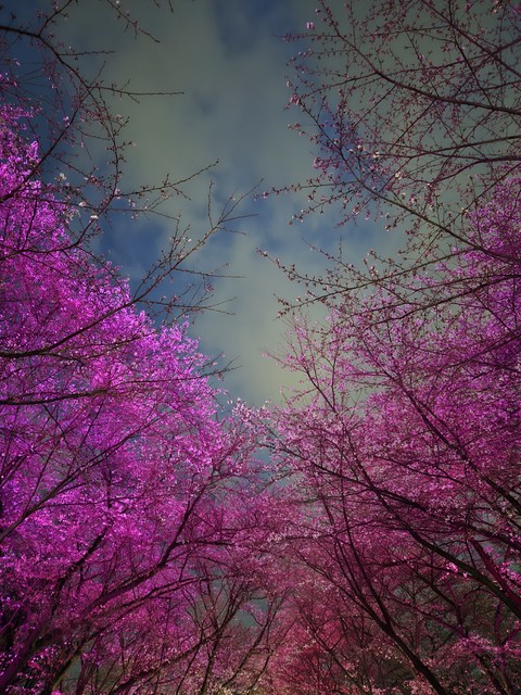 ταπετσαρίες spring, pink