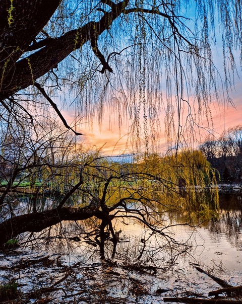 обои twig, lake