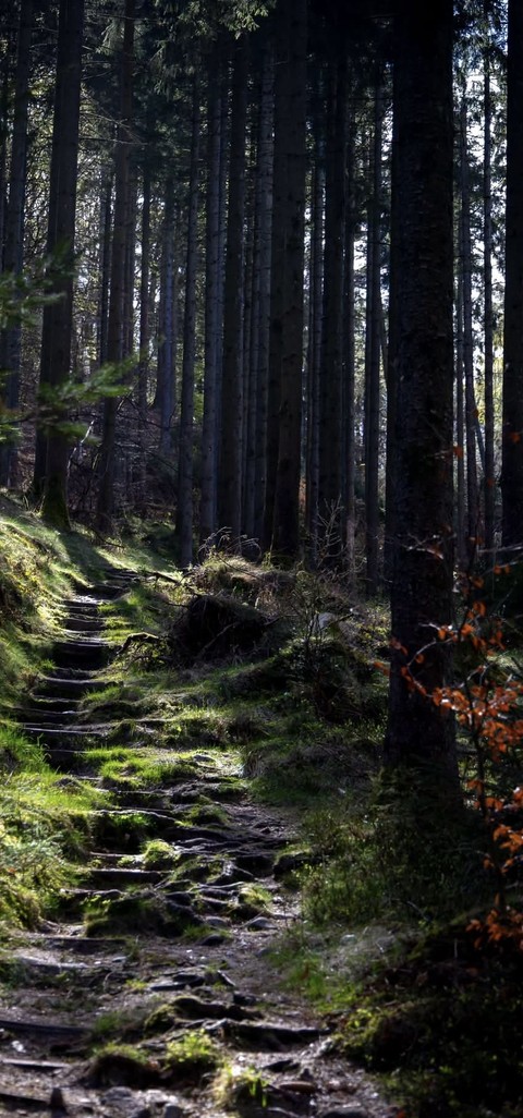 Forest