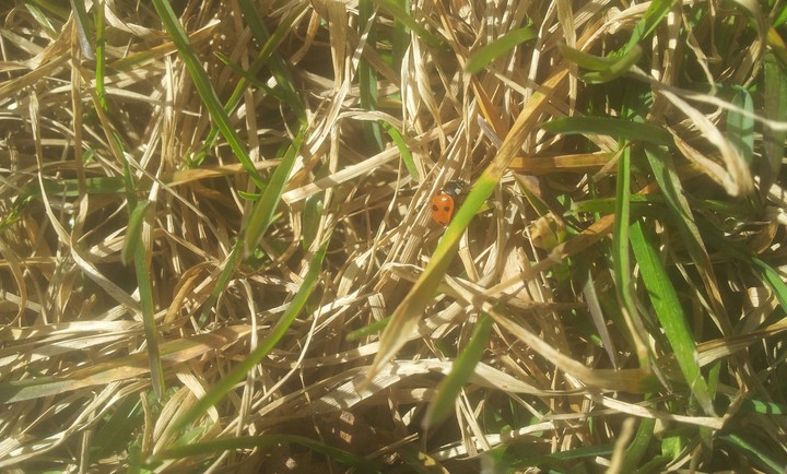 Ladybird/ladybug :)