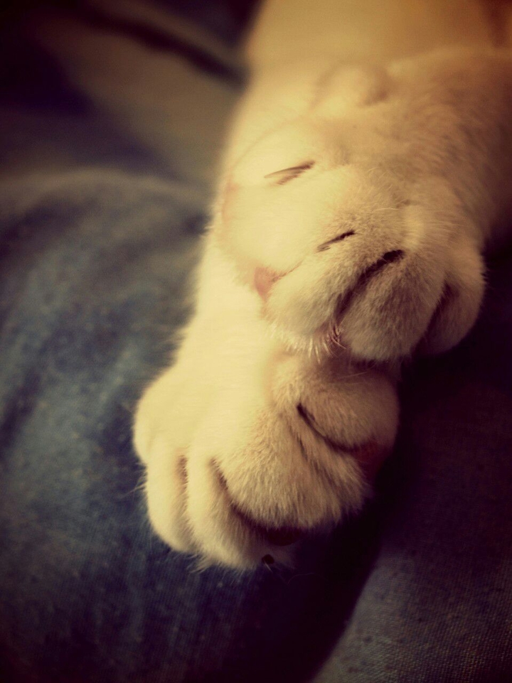 paw_cat