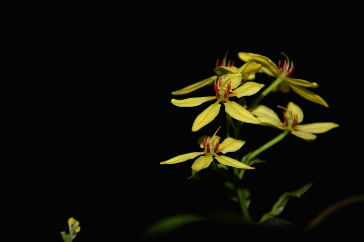 golden in the darkness