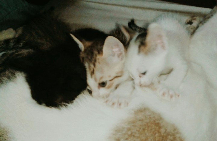 cat