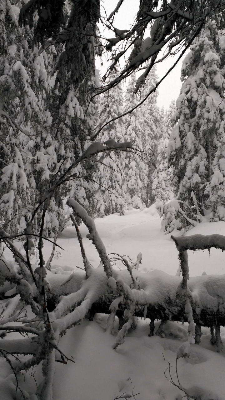 Snow in the mountain forest
