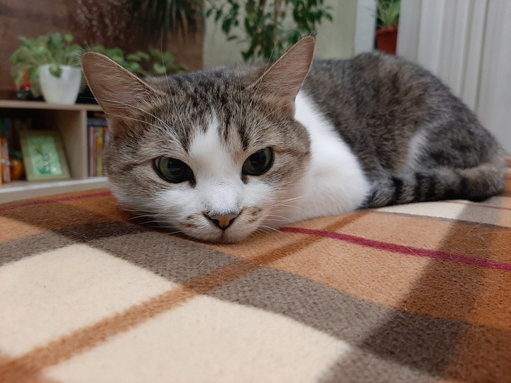 Кошка моя(it's me cat)