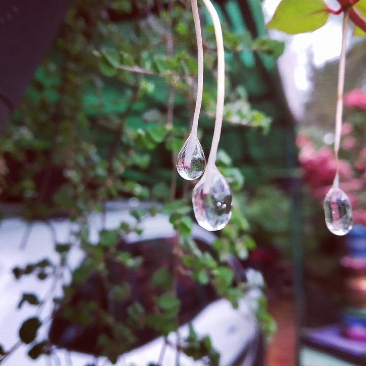 three drops...