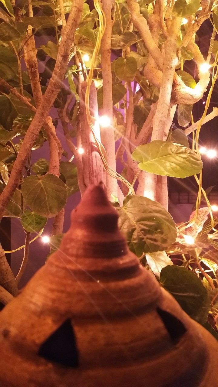 festive  lights?