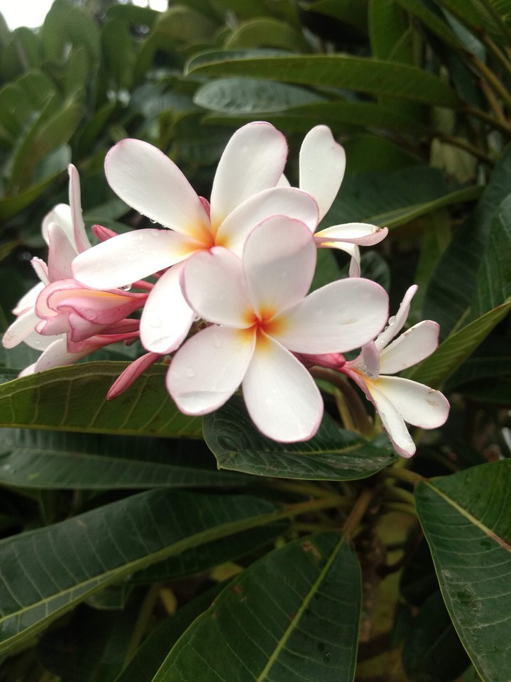 Flower beautiful ❤️