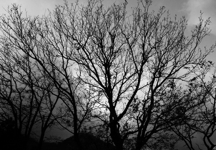 Branches (black and white)
