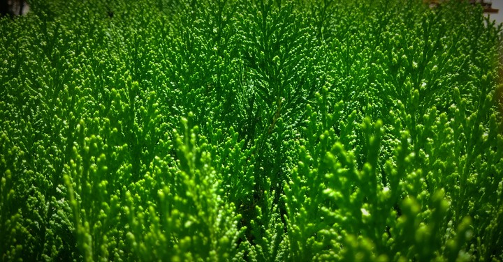 Green Plants