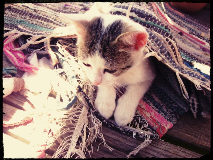 Cute kitten