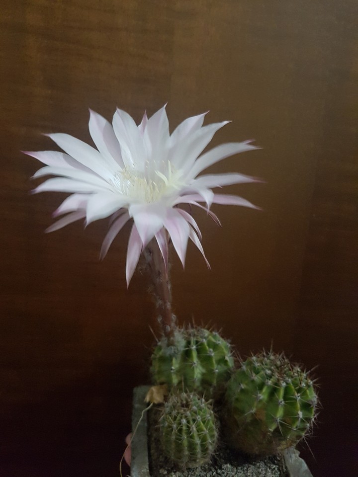 cactus flower