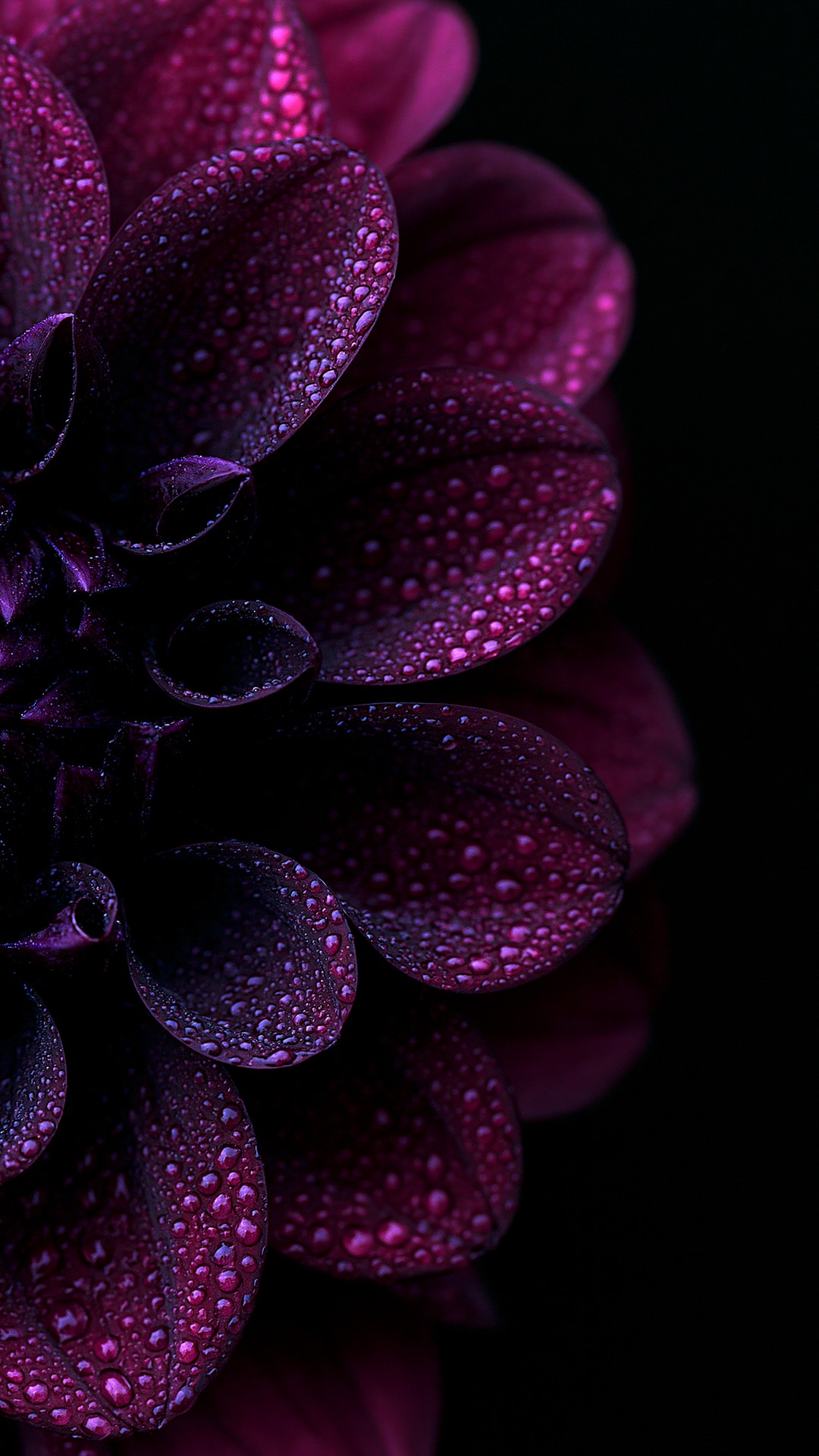 ταπετσαρίες purple, Close-up