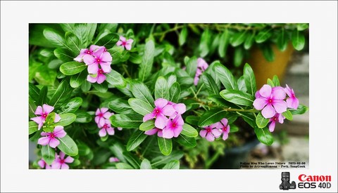 petal, pinks háttérképek
