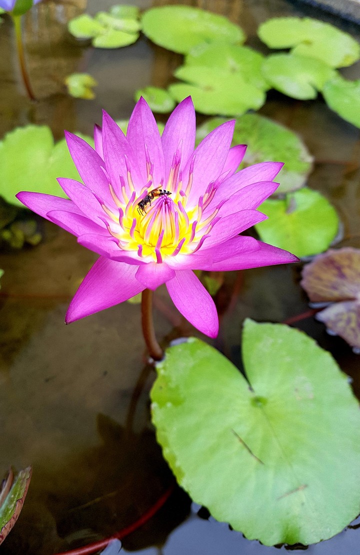 Lotus