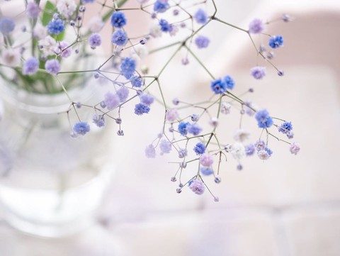 Tiny_blossom