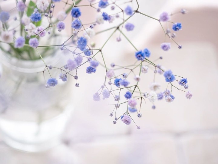 Tiny_blossom