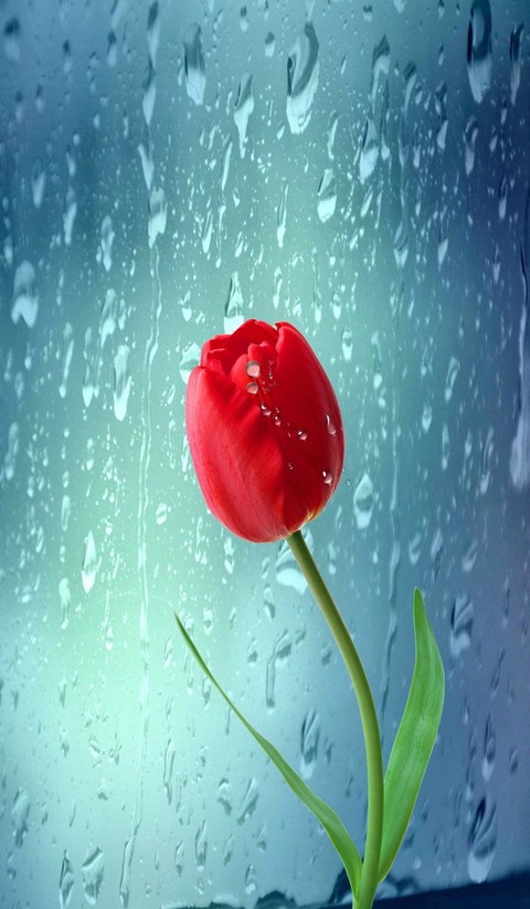 tulip