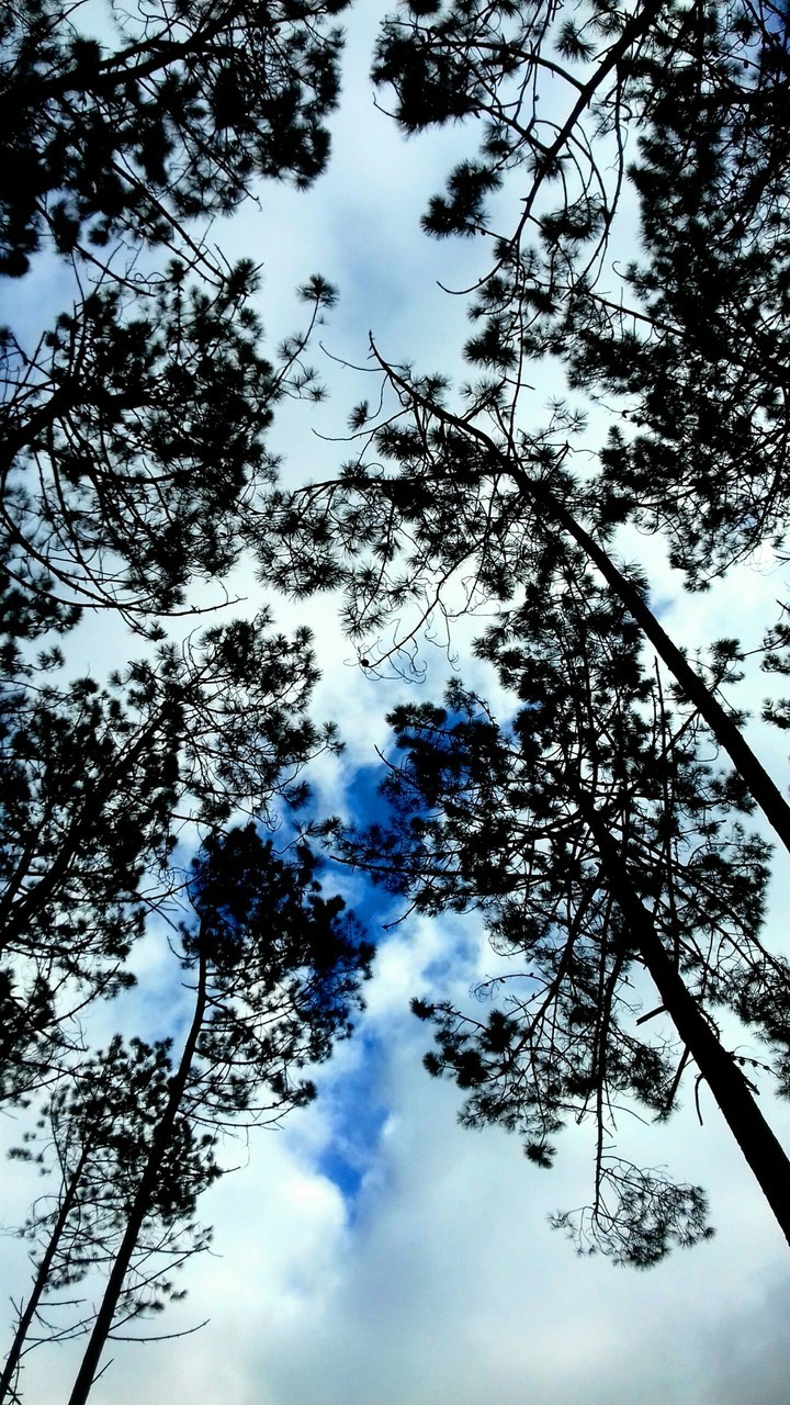 arboles
