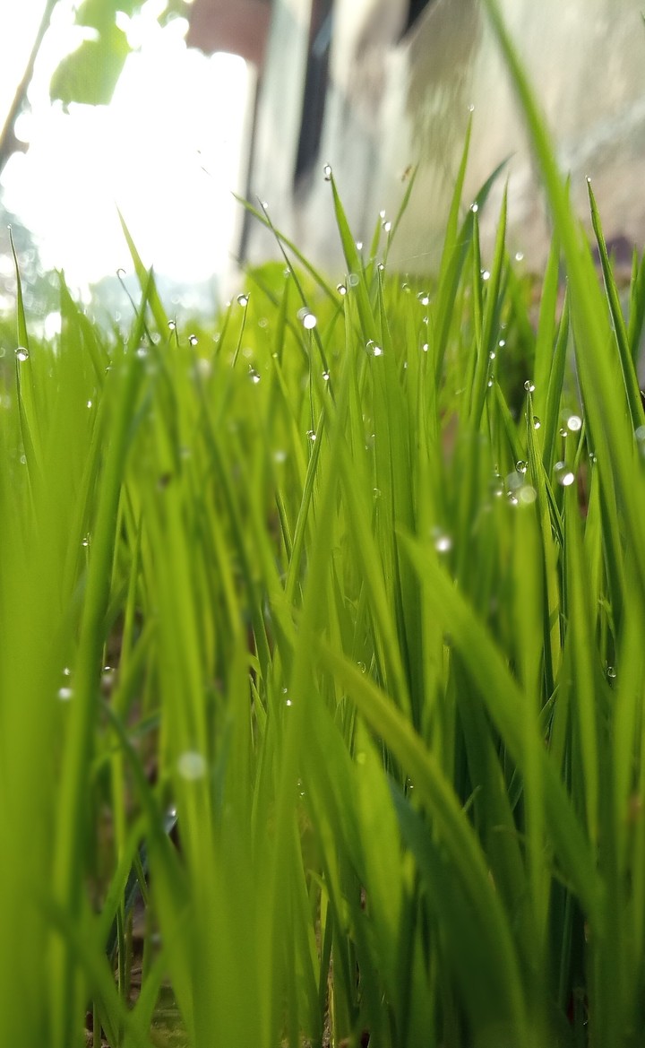 drop water