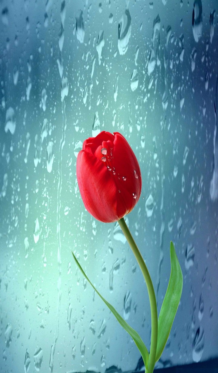 tulip