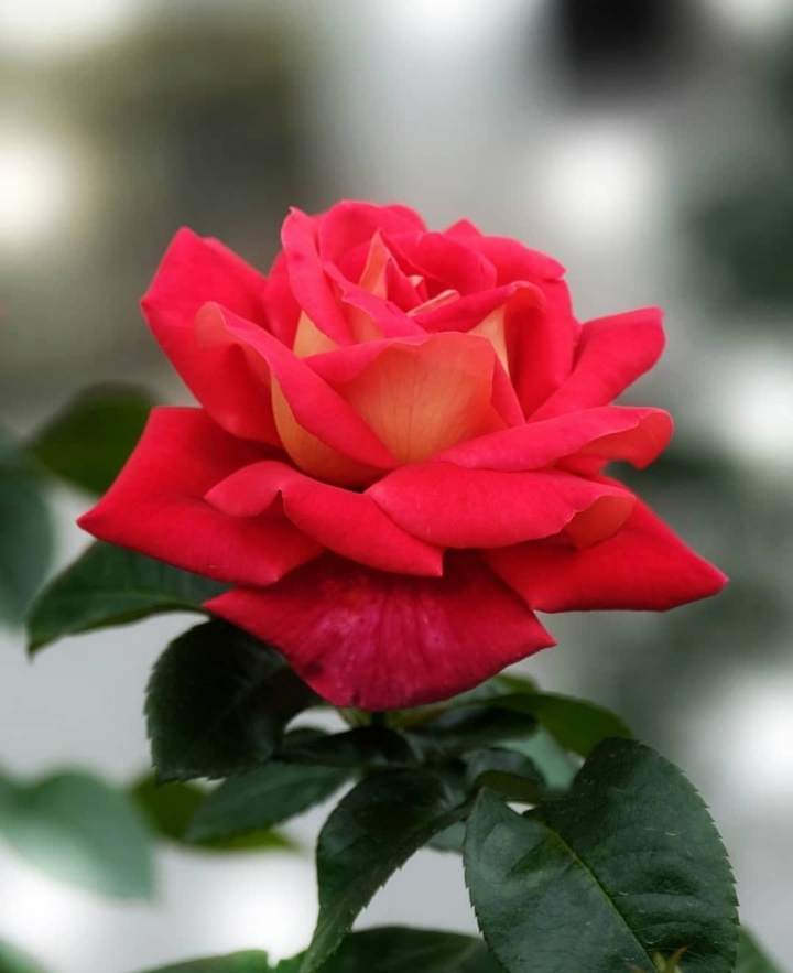 beauty...