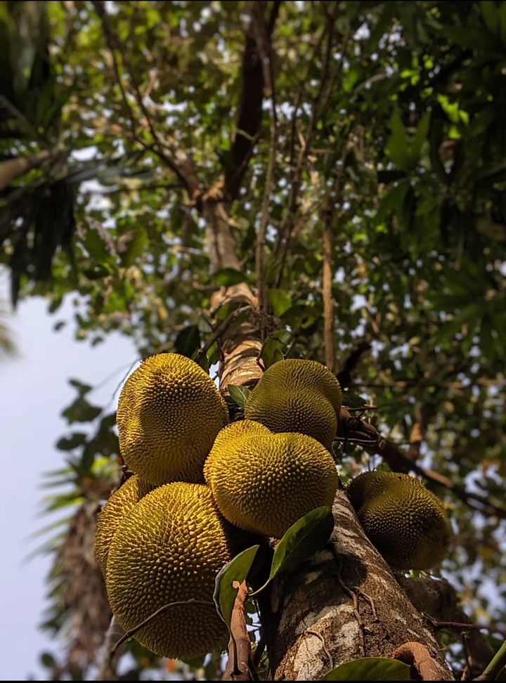 jackfruit tree