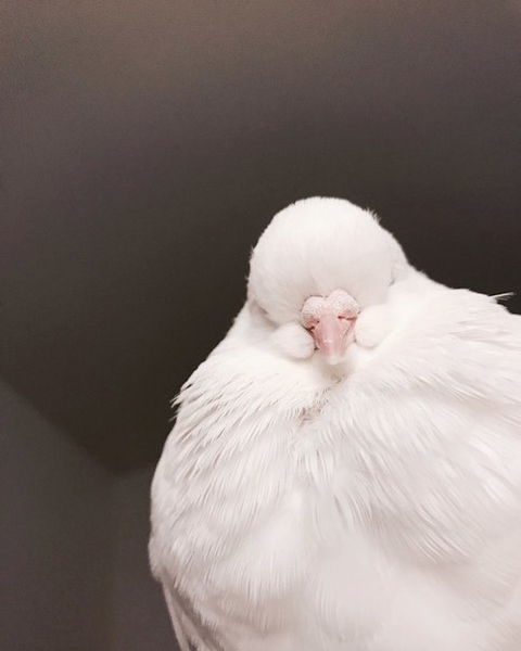 beuty, chicken वॉलपेपर