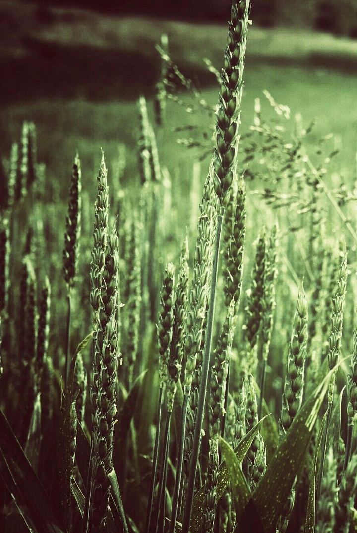 Nature