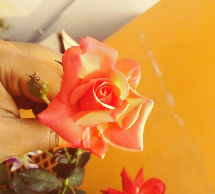 roses