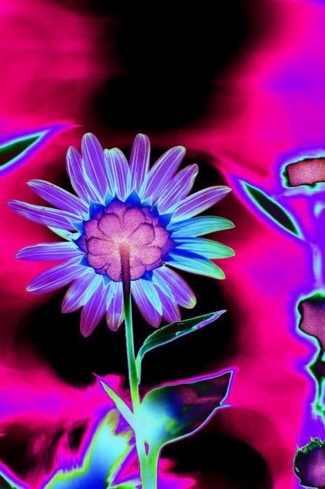 neone colors