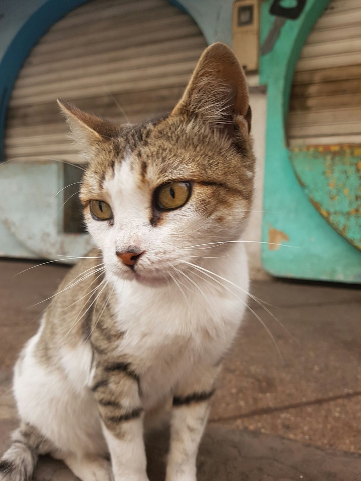 chat  de casablanca