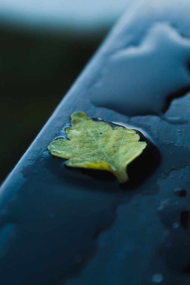 Leaf blue background