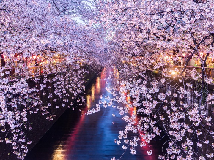spring dream