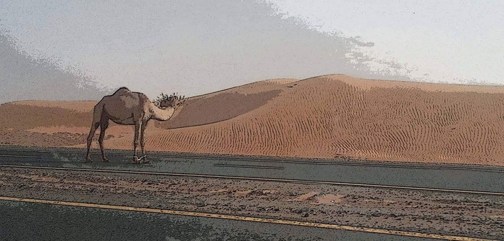 Lonely Desert