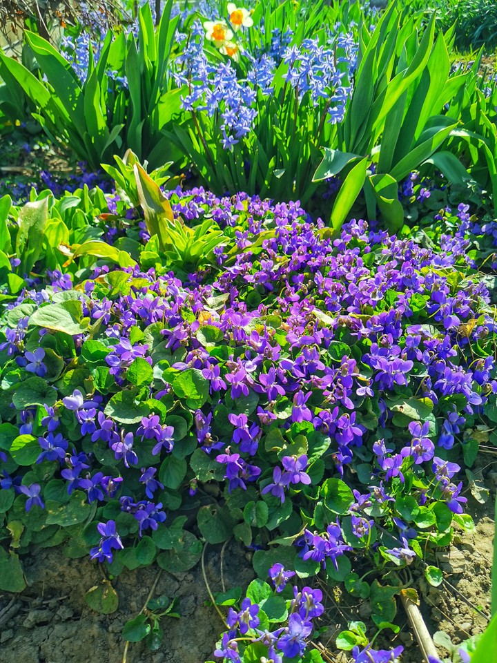spring