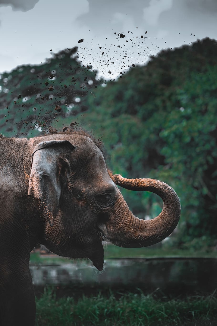 the jumbo elephant