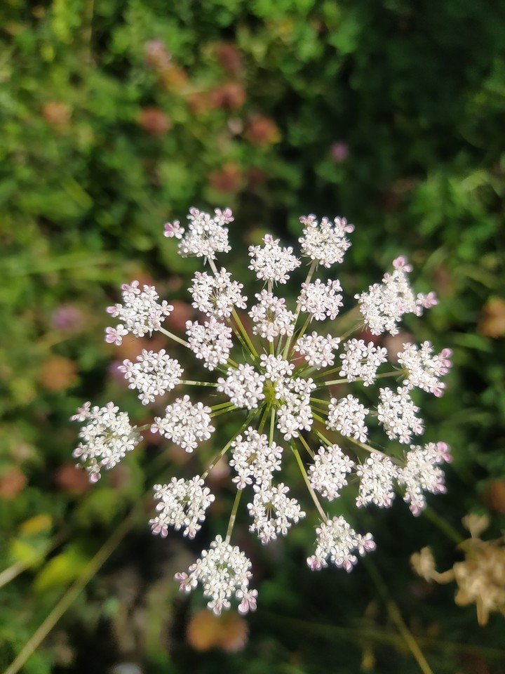M.flowers