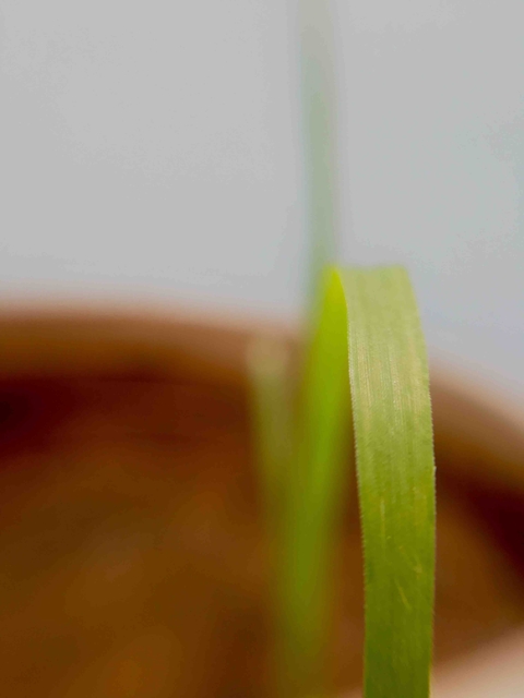 Grass
