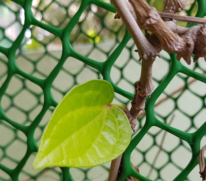 leaf