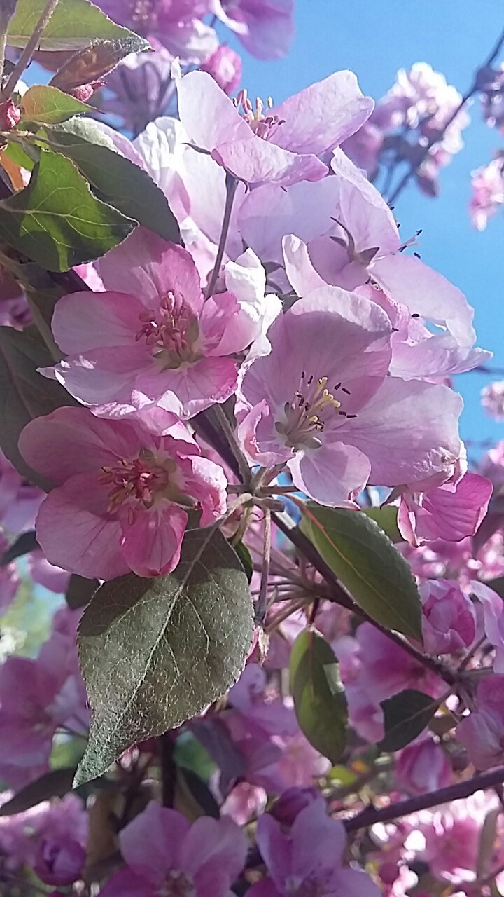 flower, tree