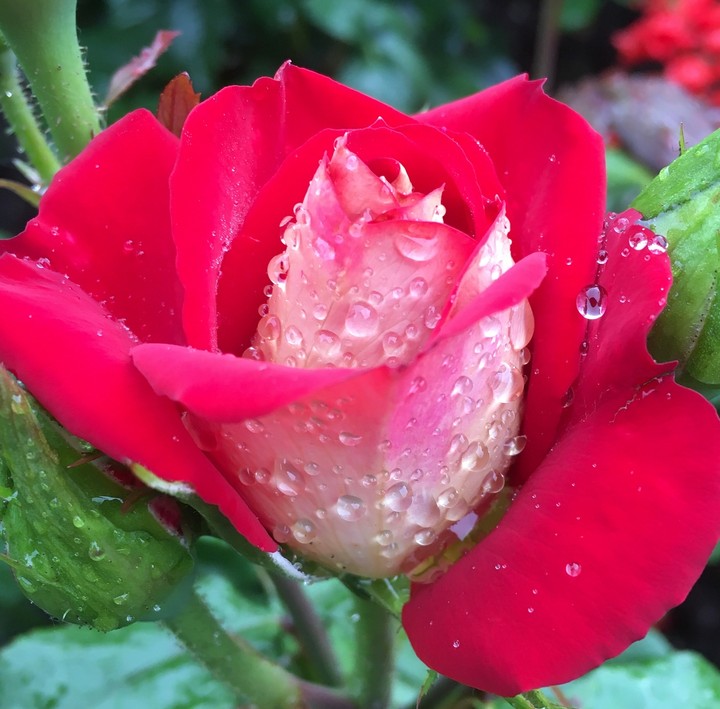 Roses