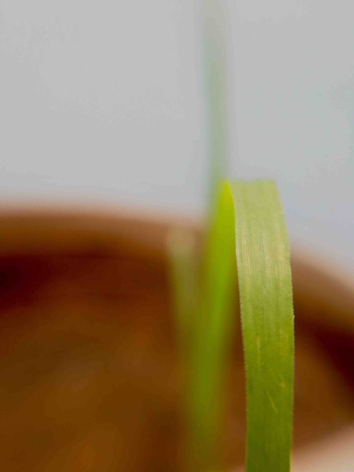 Grass