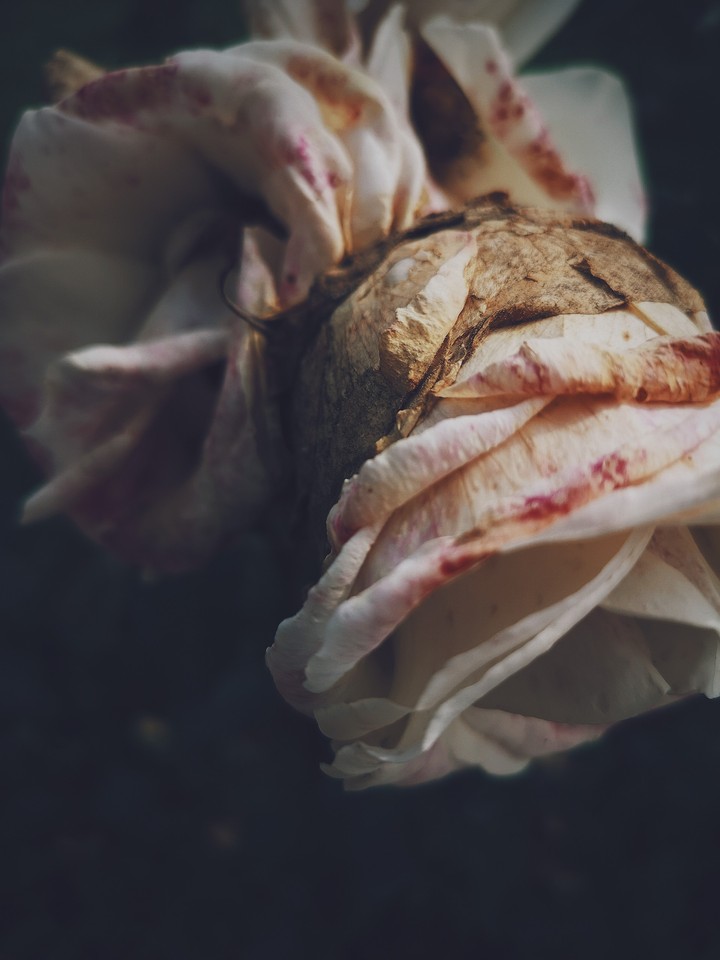 Rose petal
