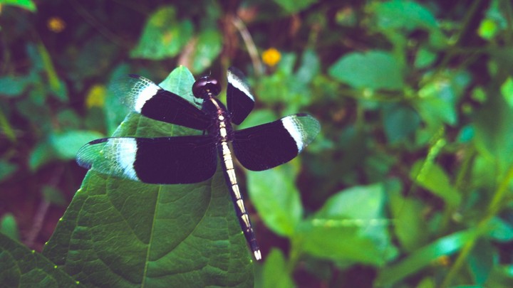 butterfly