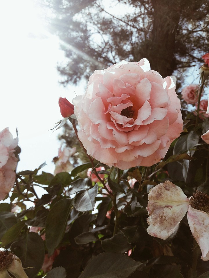 Pink Flower