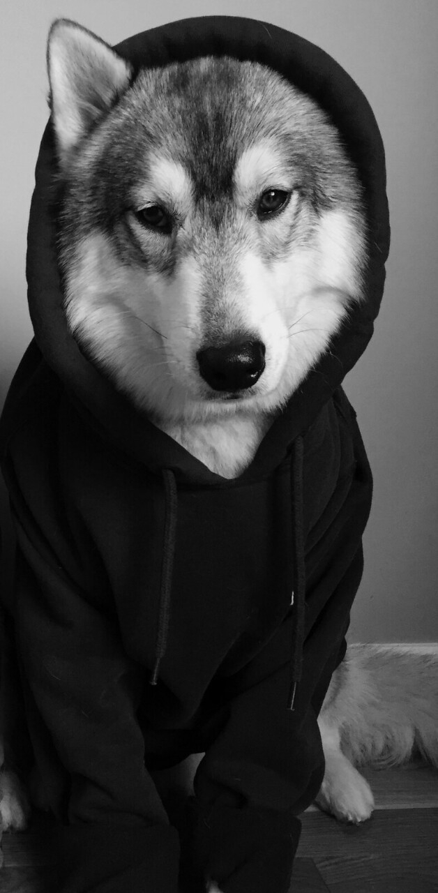 husky dog with human clothes