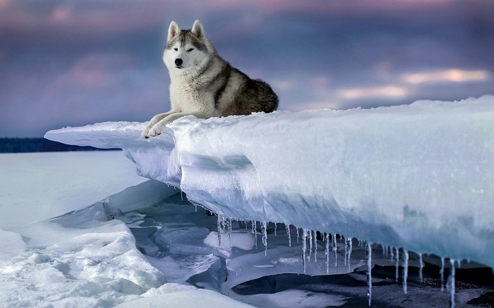 the Wolf